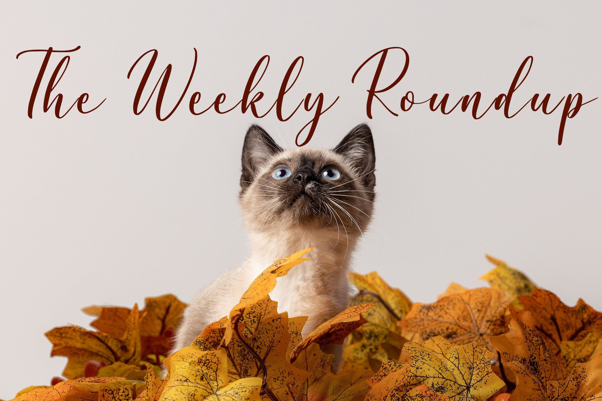The Weekly Roundup November 13 - 18