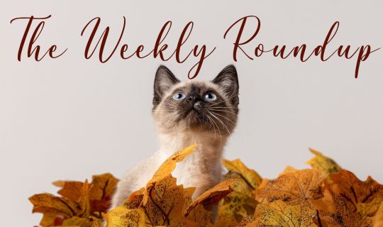 The Weekly Roundup November 13 - 18