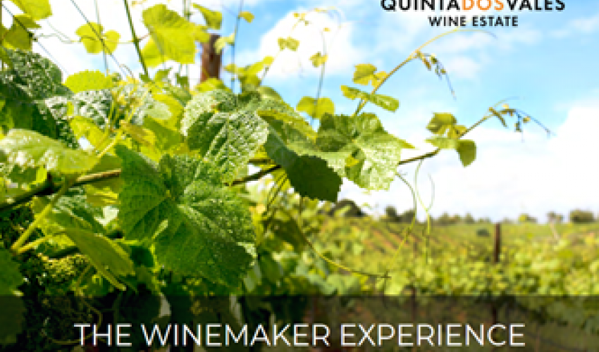 The Winemaker Experience