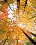 Key Panelists to Share Energy Efficiency Solutions