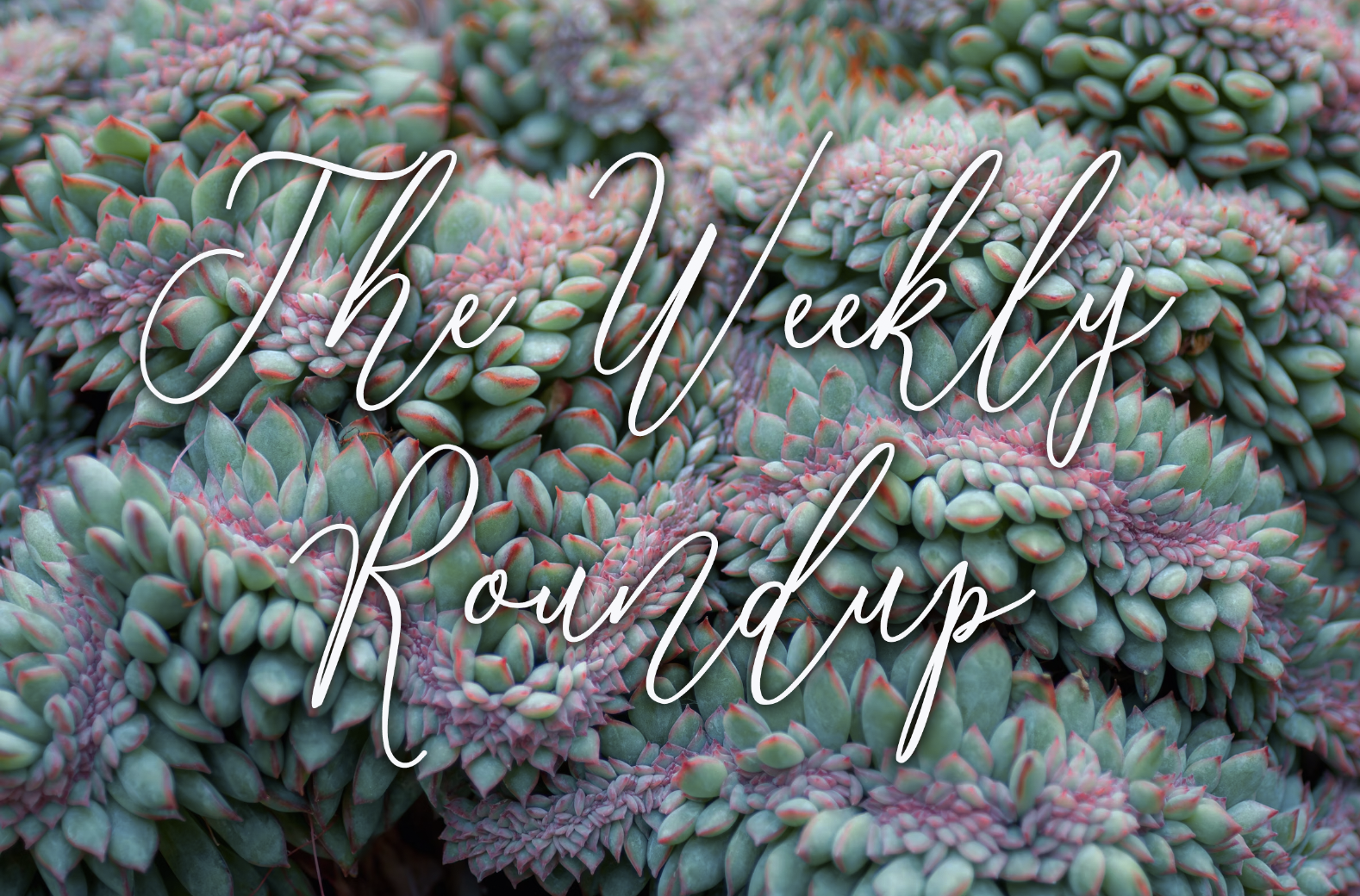 The Weekly Roundup October 23 - 27