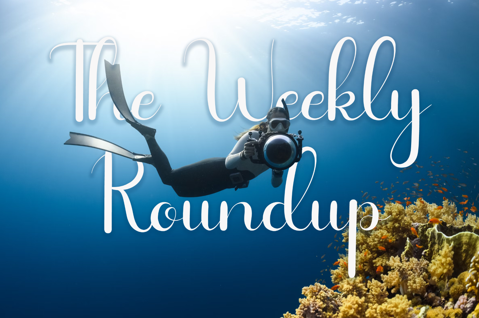 The Weekly Roundup February 19 - 23