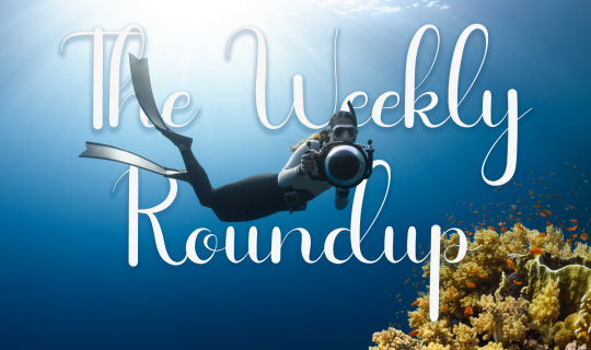 The Weekly Roundup February 19 - 23