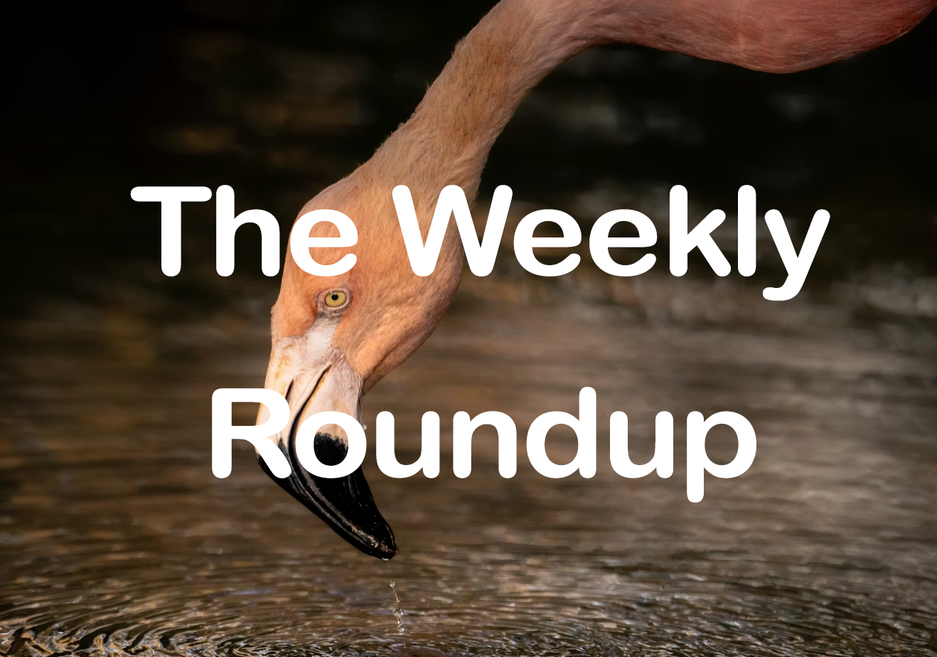 The Weekly Roundup November 24 - 28