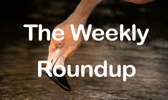 The Weekly Roundup November 24 - 28