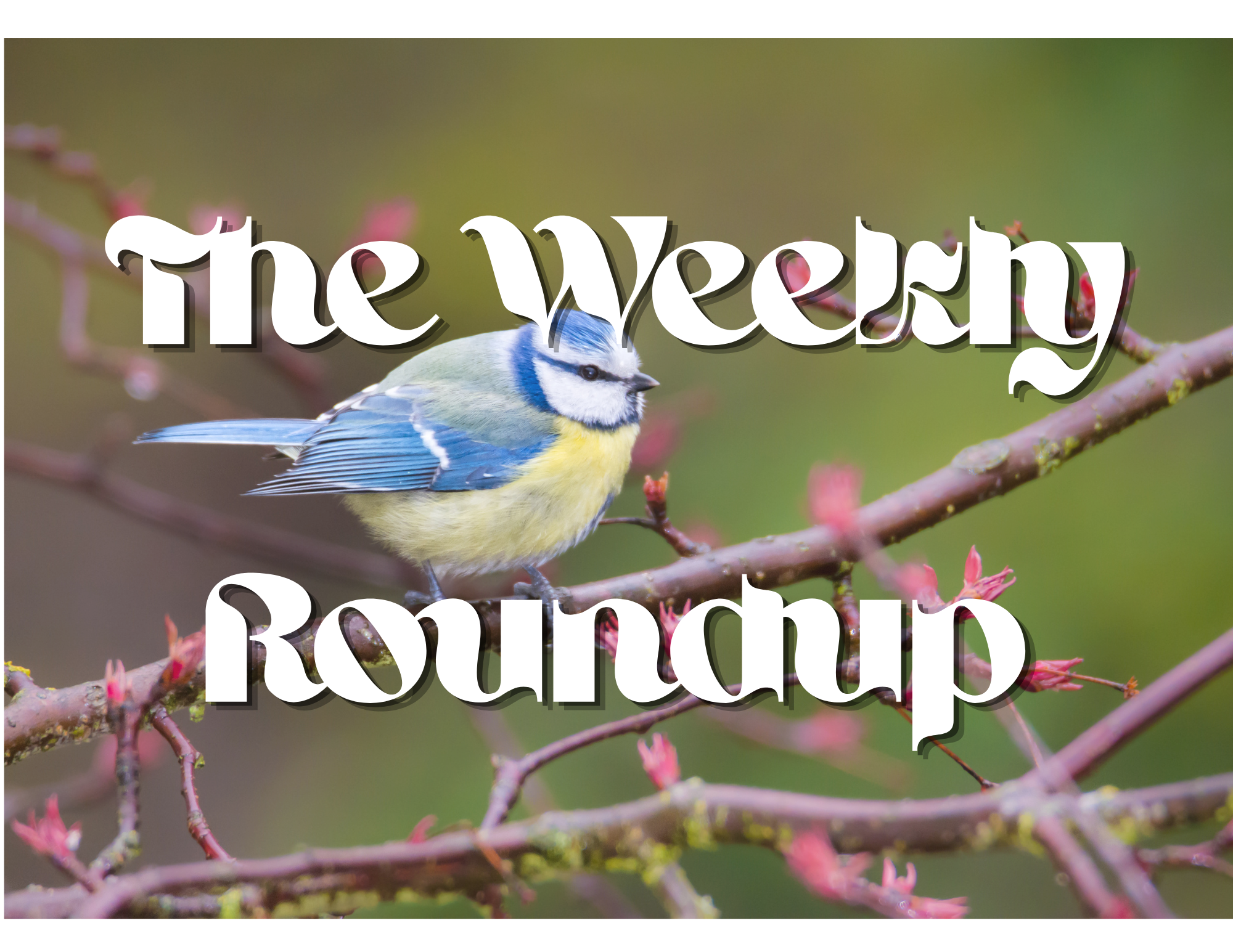 The Weekly Roundup April 6 - 10