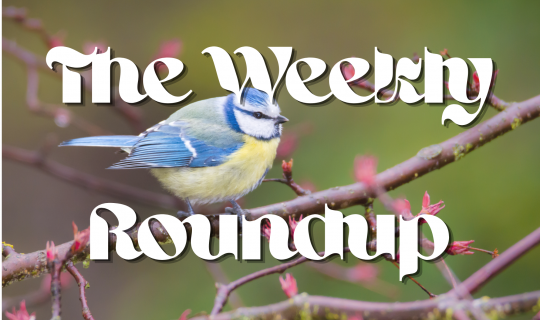The Weekly Roundup April 6 - 10