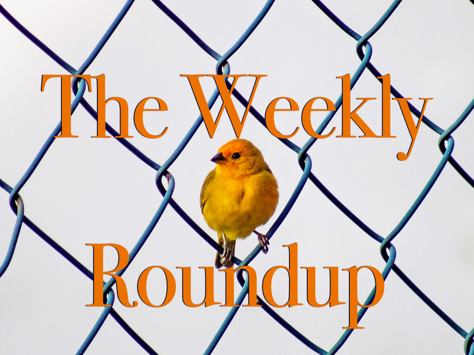 The Weekly Roundup: Feb. 6 - 10