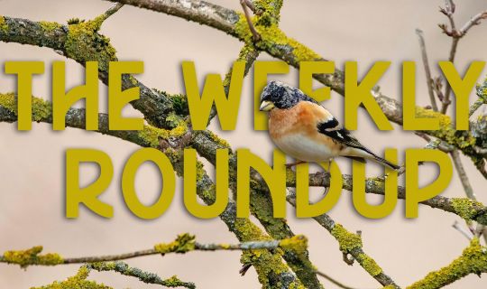 The Weekly Roundup July 18 - 22