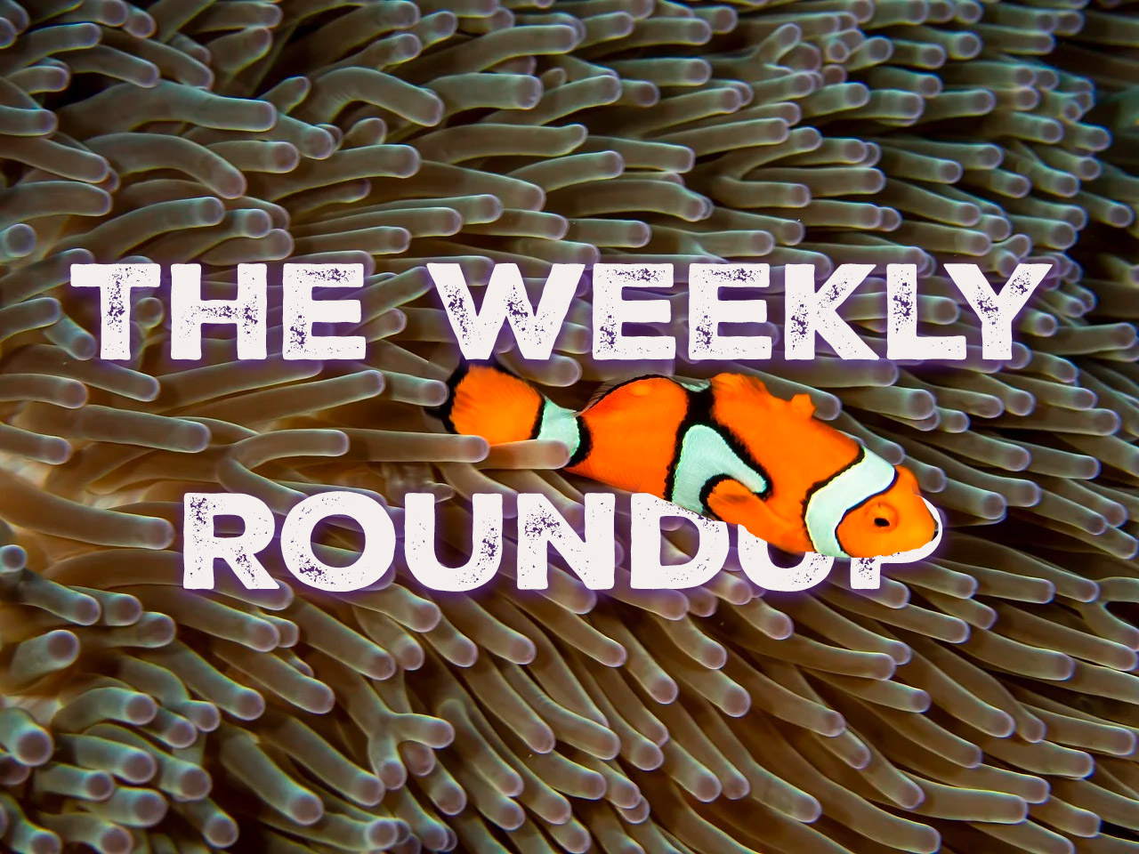 The Weekly Roundup May 19 - 23