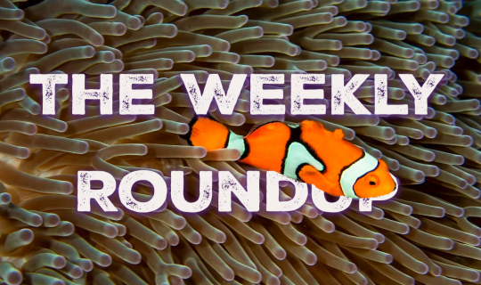 The Weekly Roundup May 19 - 23