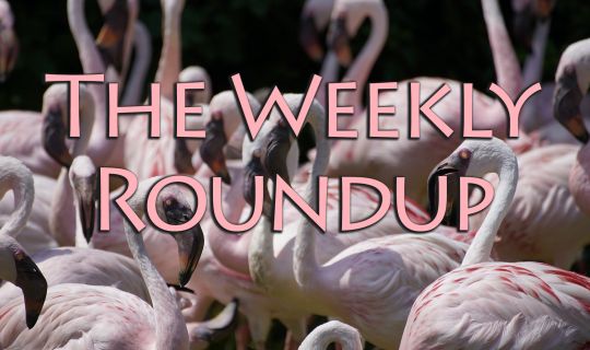 The Weekly Roundup January 16 - 20