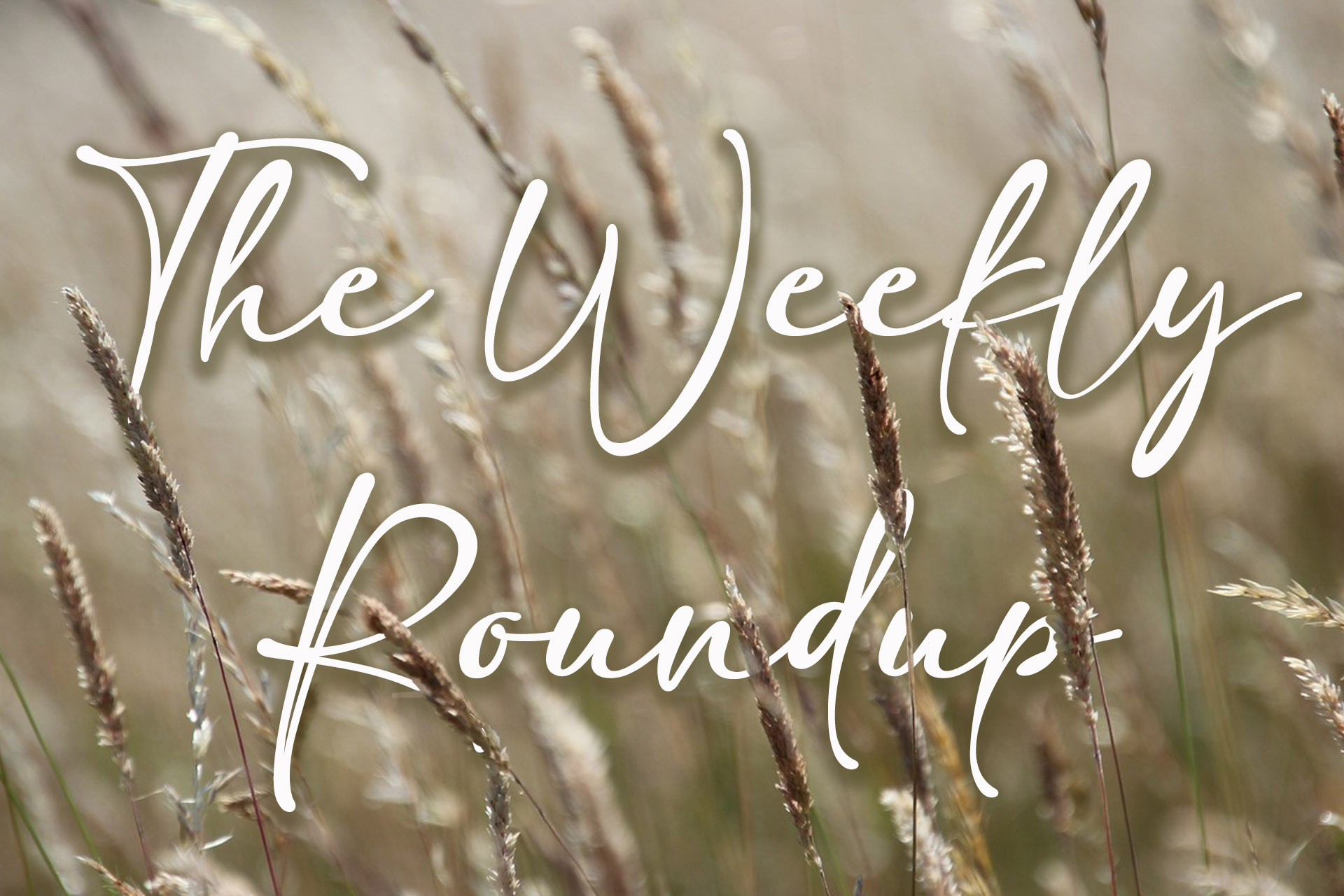 The Weekly Roundup February 13 - 17
