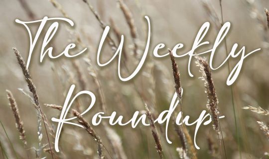 The Weekly Roundup February 13 - 17